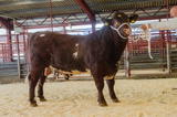 Longtown Mart Pedigree Beef Shorthorn Breeding Females and Bulls 26-8-2019 - lot 83 sold for 3800 gns Bull from Mark Runciman and Ptnrs